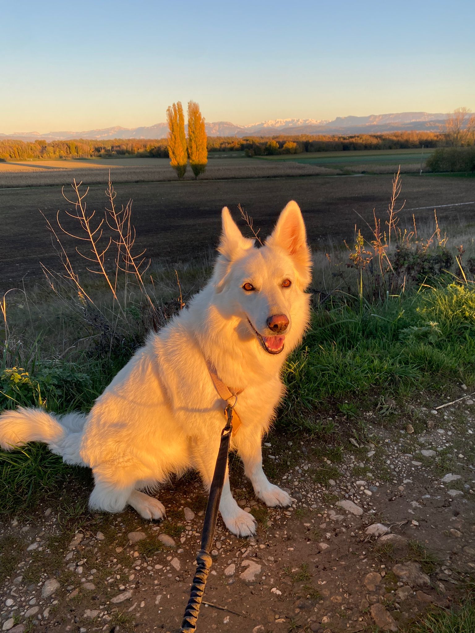 Alyta - Garde d'animaux — photo
