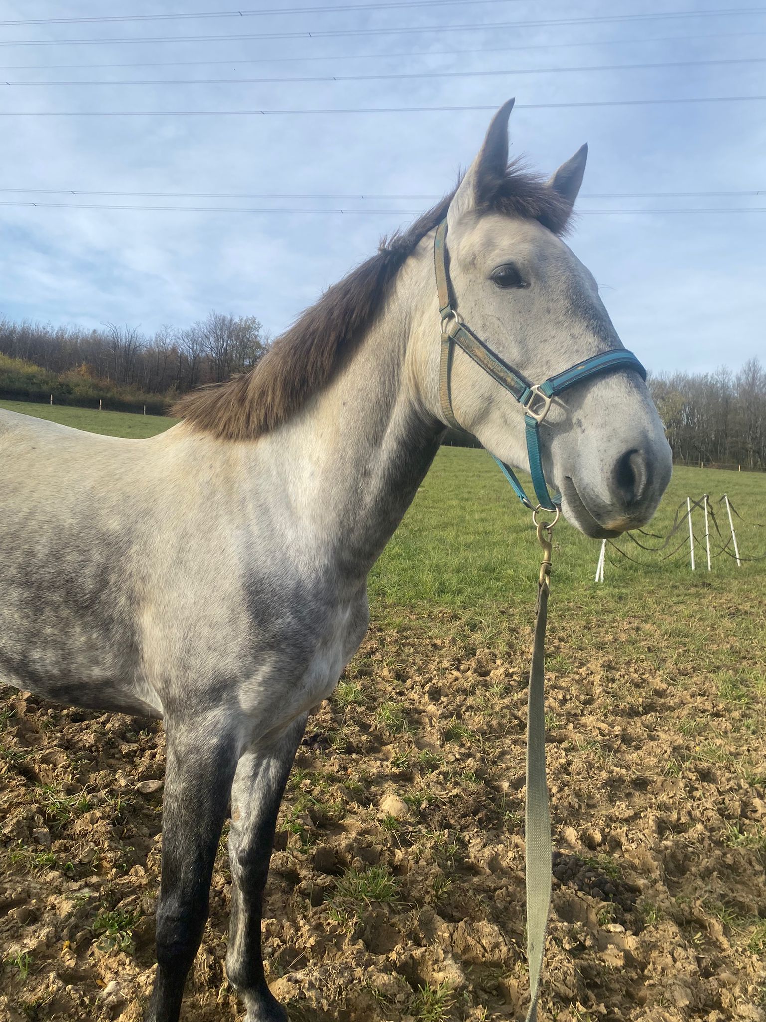 Alyta - Garde d'animaux — photo