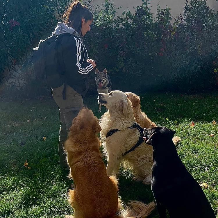 FOCUS CANIN — photo