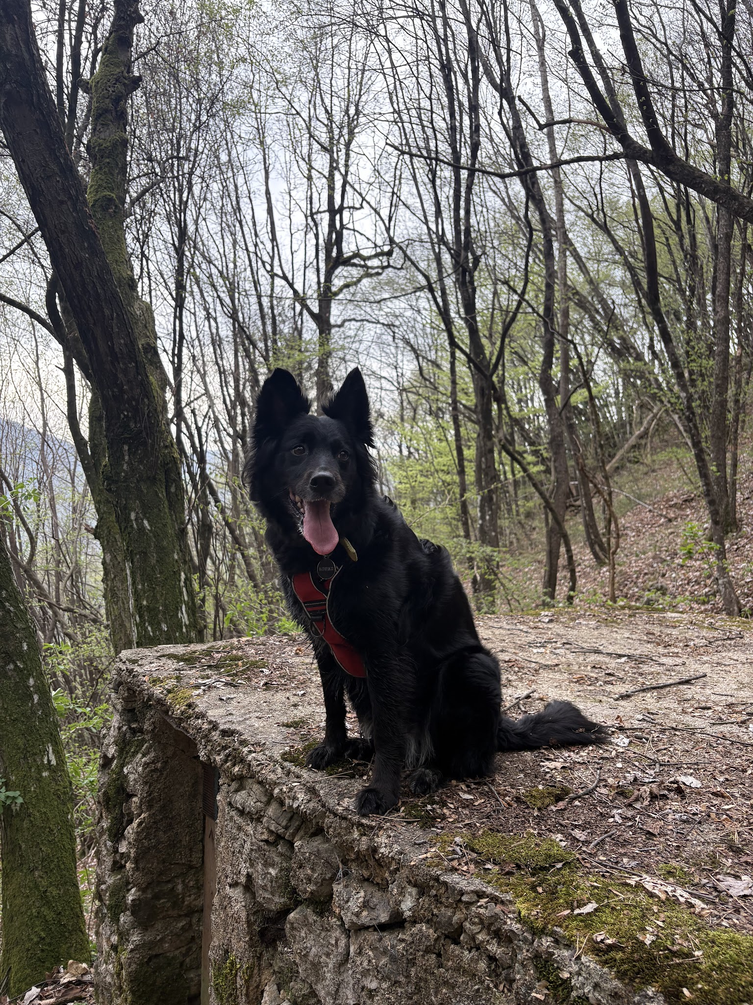 FOCUS CANIN — photo