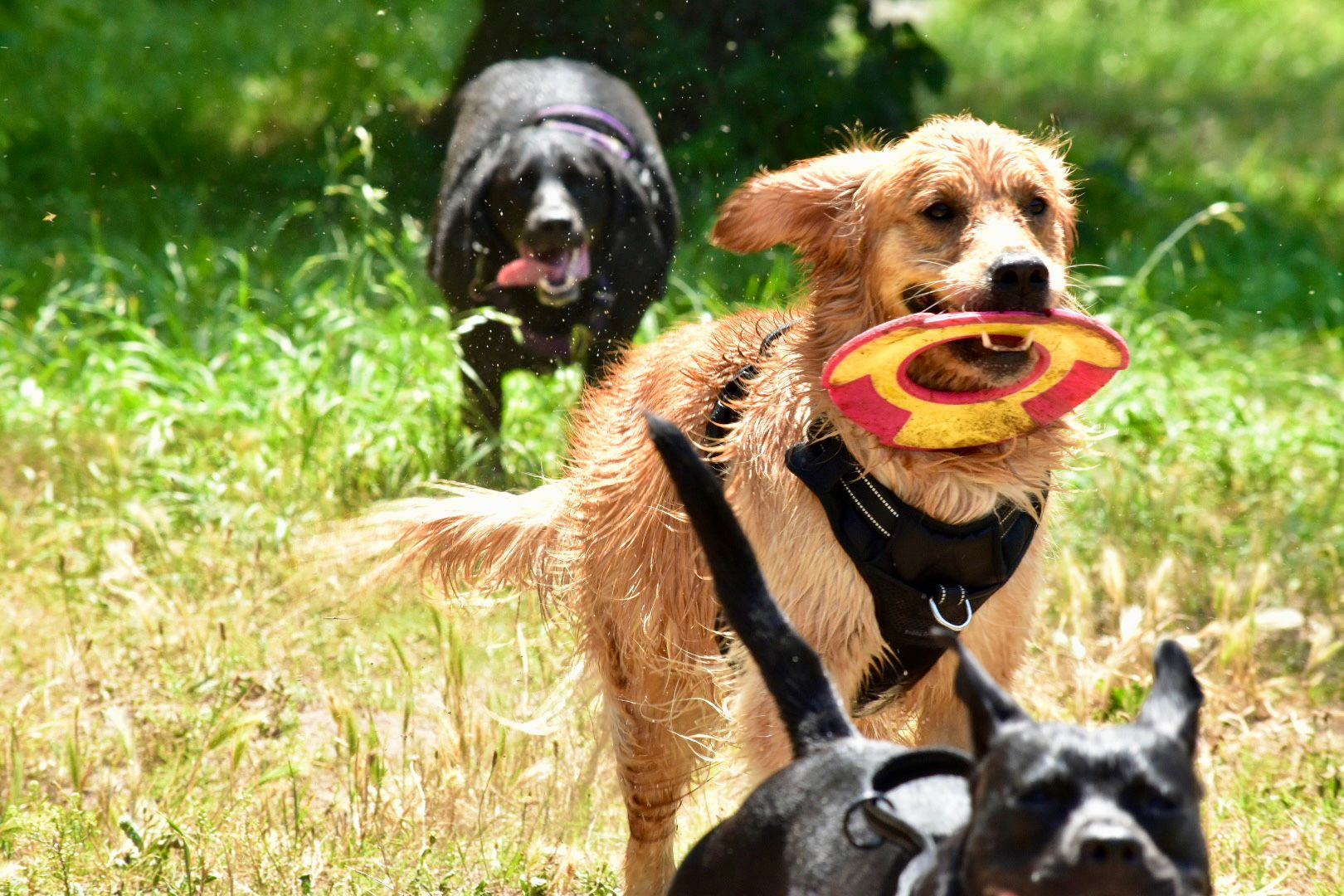 FOCUS CANIN