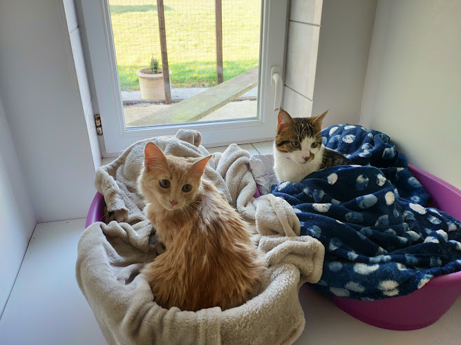 ChateauduChat