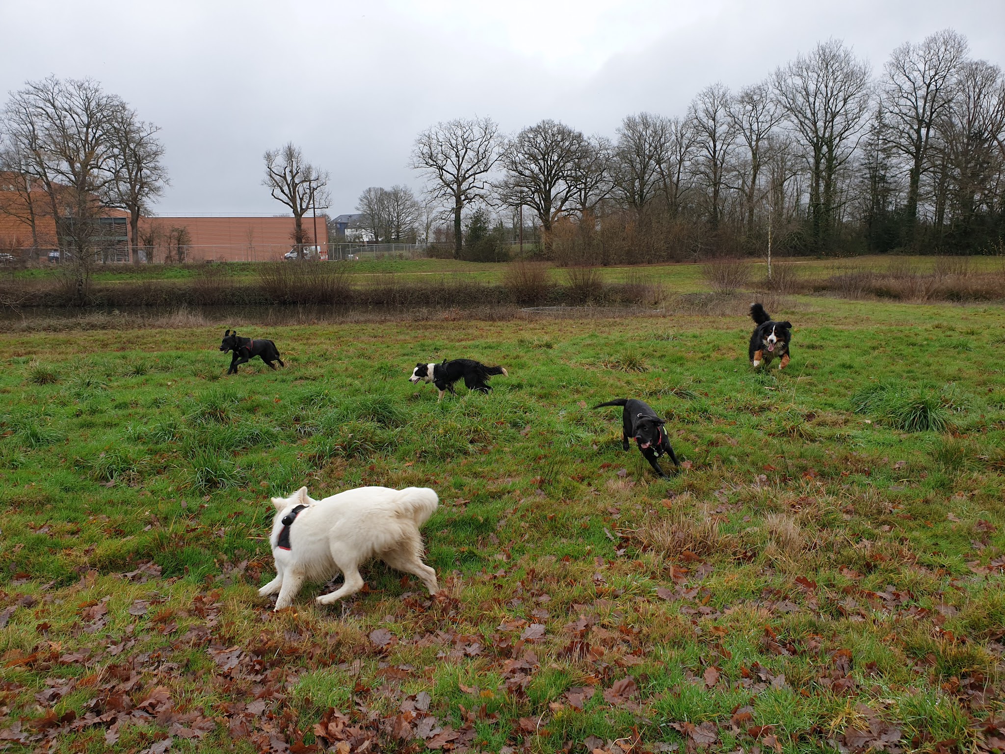 Dog and Co'ach — photo