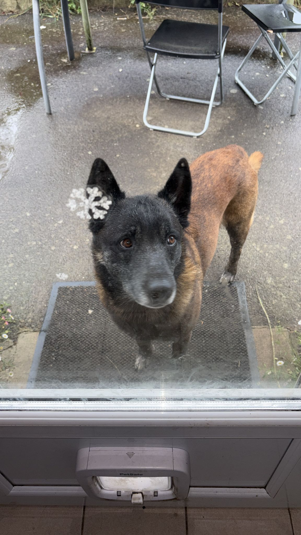 Chez Georgette Pension Canine Familiale — photo