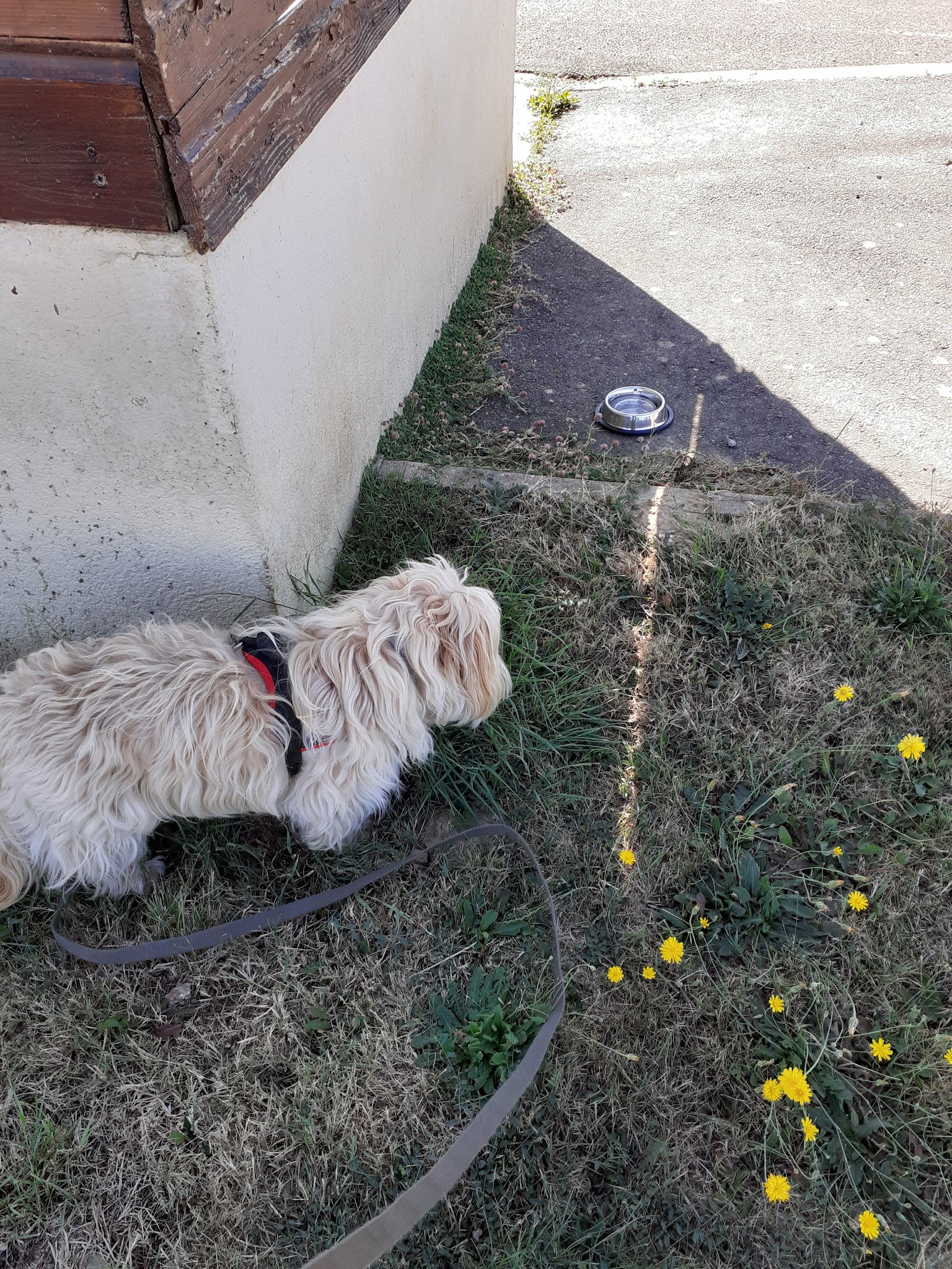 STEPHANIE HOUSSAIS - Steph' Symbiose Education Canine - Comportementaliste, éducateur canin, Petsitter, Loisirs canin. — photo
