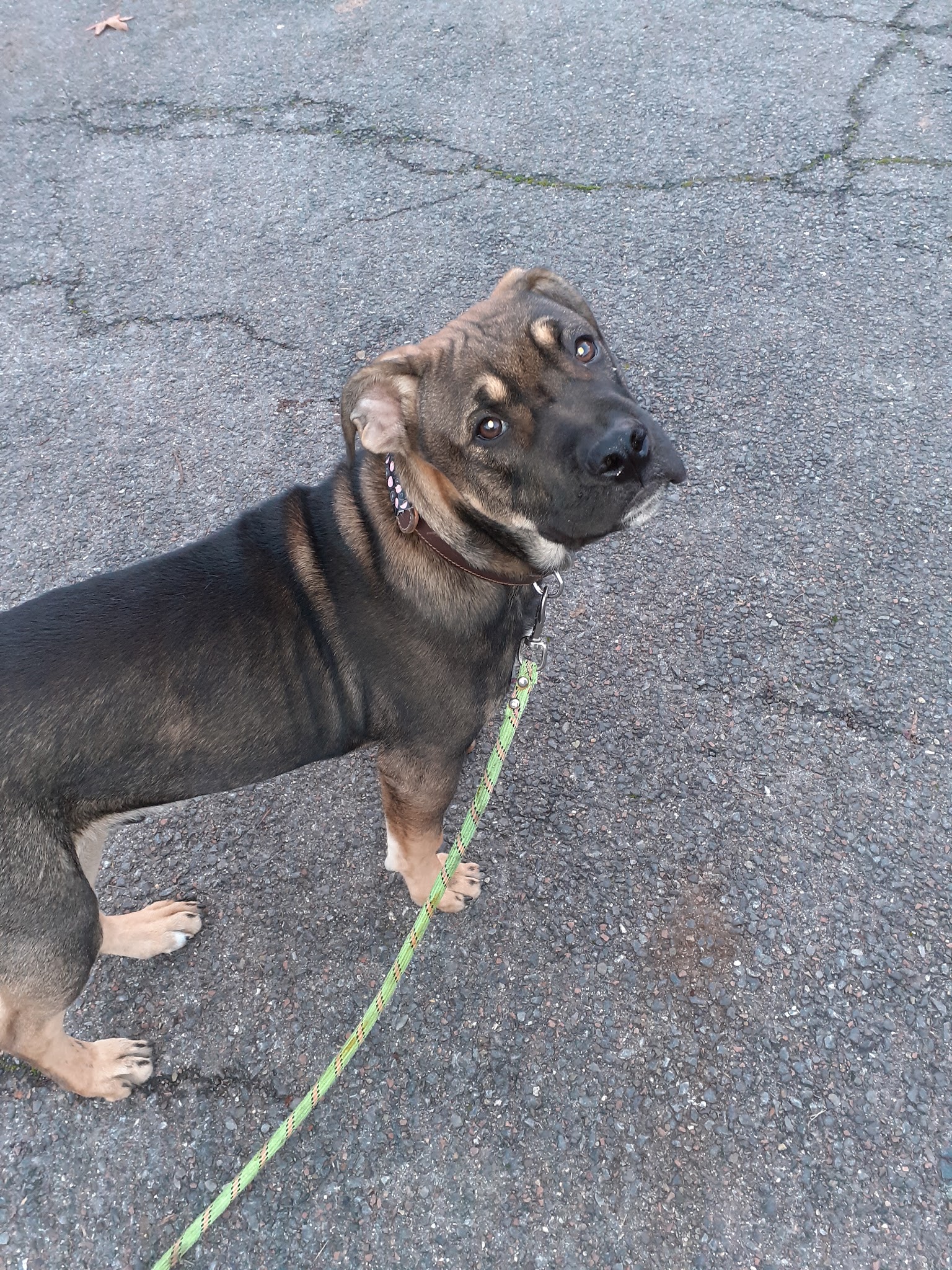 STEPHANIE HOUSSAIS - Steph' Symbiose Education Canine - Comportementaliste, éducateur canin, Petsitter, Loisirs canin. — photo
