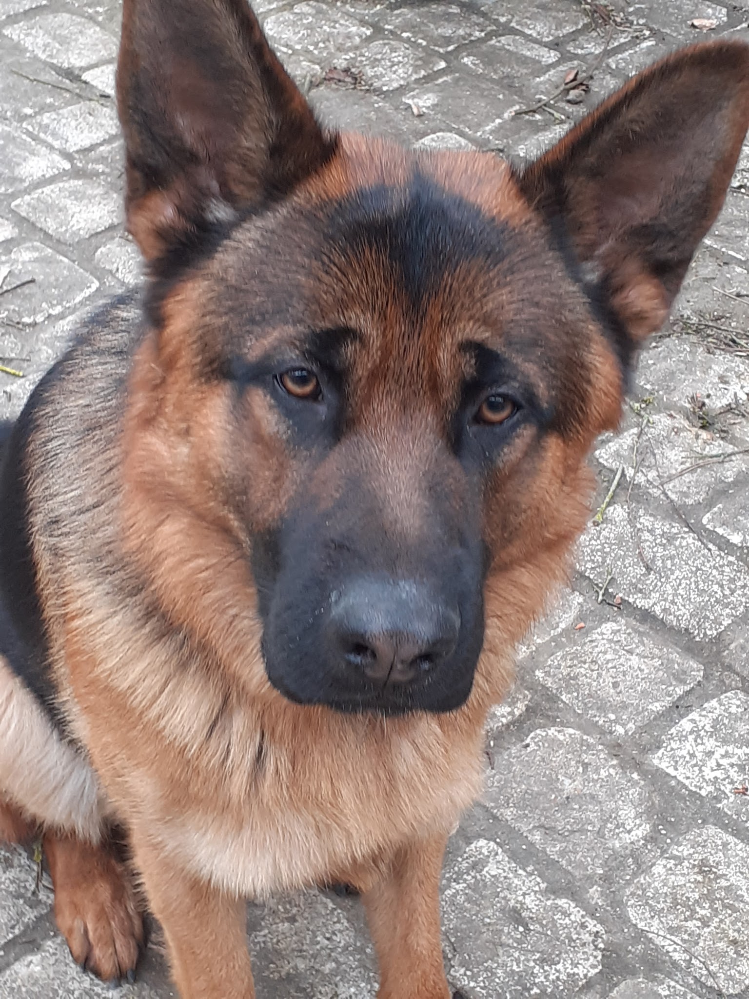 STEPHANIE HOUSSAIS - Steph' Symbiose Education Canine - Comportementaliste, éducateur canin, Petsitter, Loisirs canin. — photo