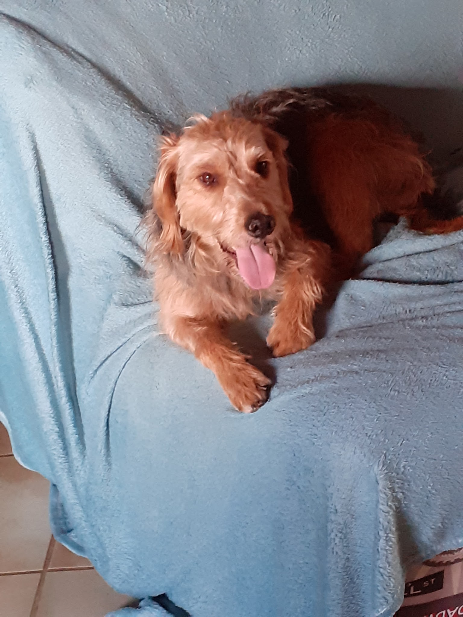 STEPHANIE HOUSSAIS - Steph' Symbiose Education Canine - Comportementaliste, éducateur canin, Petsitter, Loisirs canin. — photo