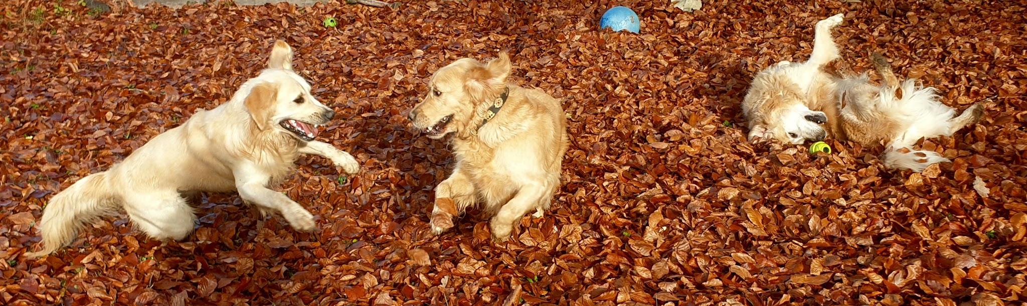 HoLiDoGs