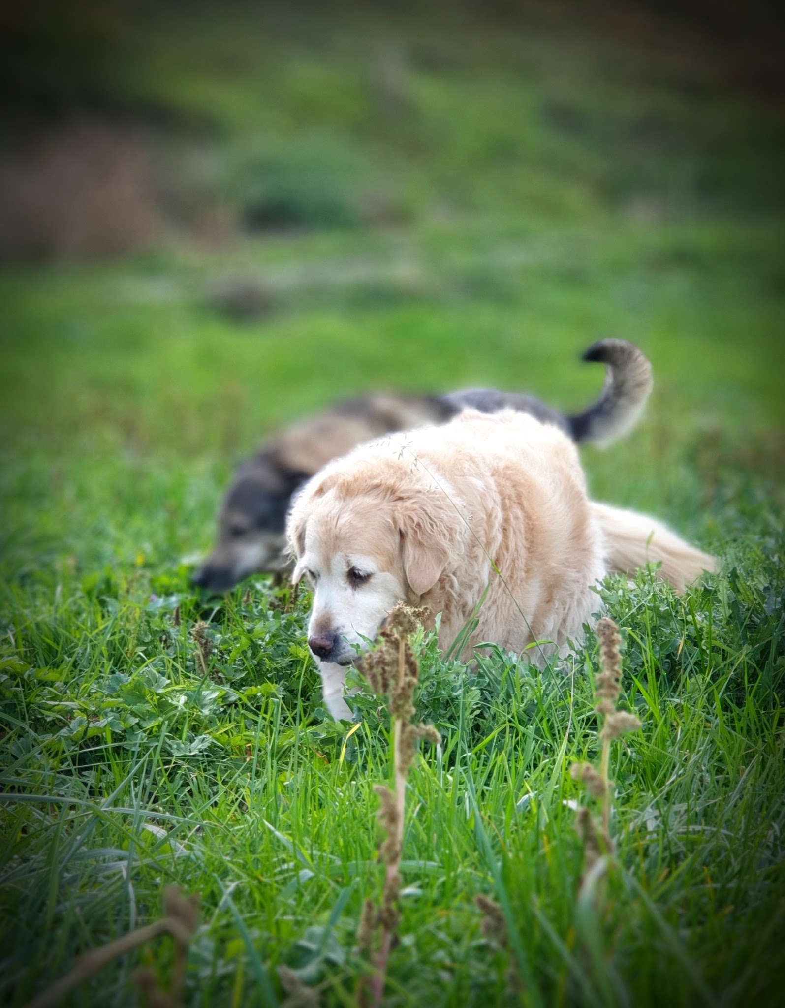 HoLiDoGs — photo