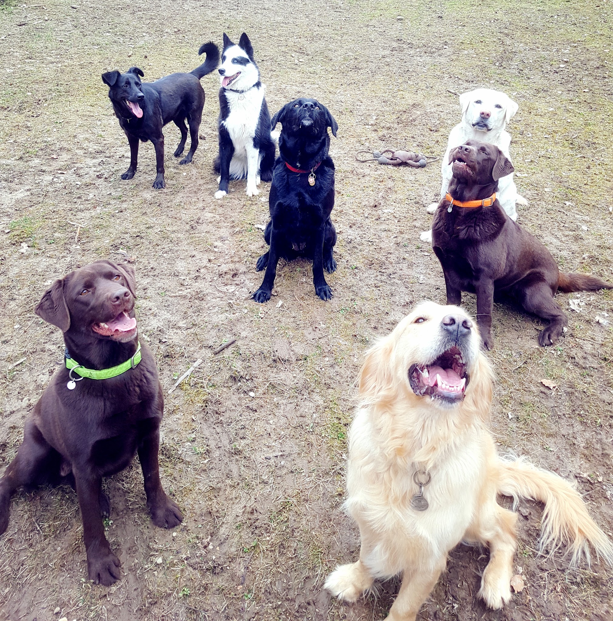 HoLiDoGs — photo