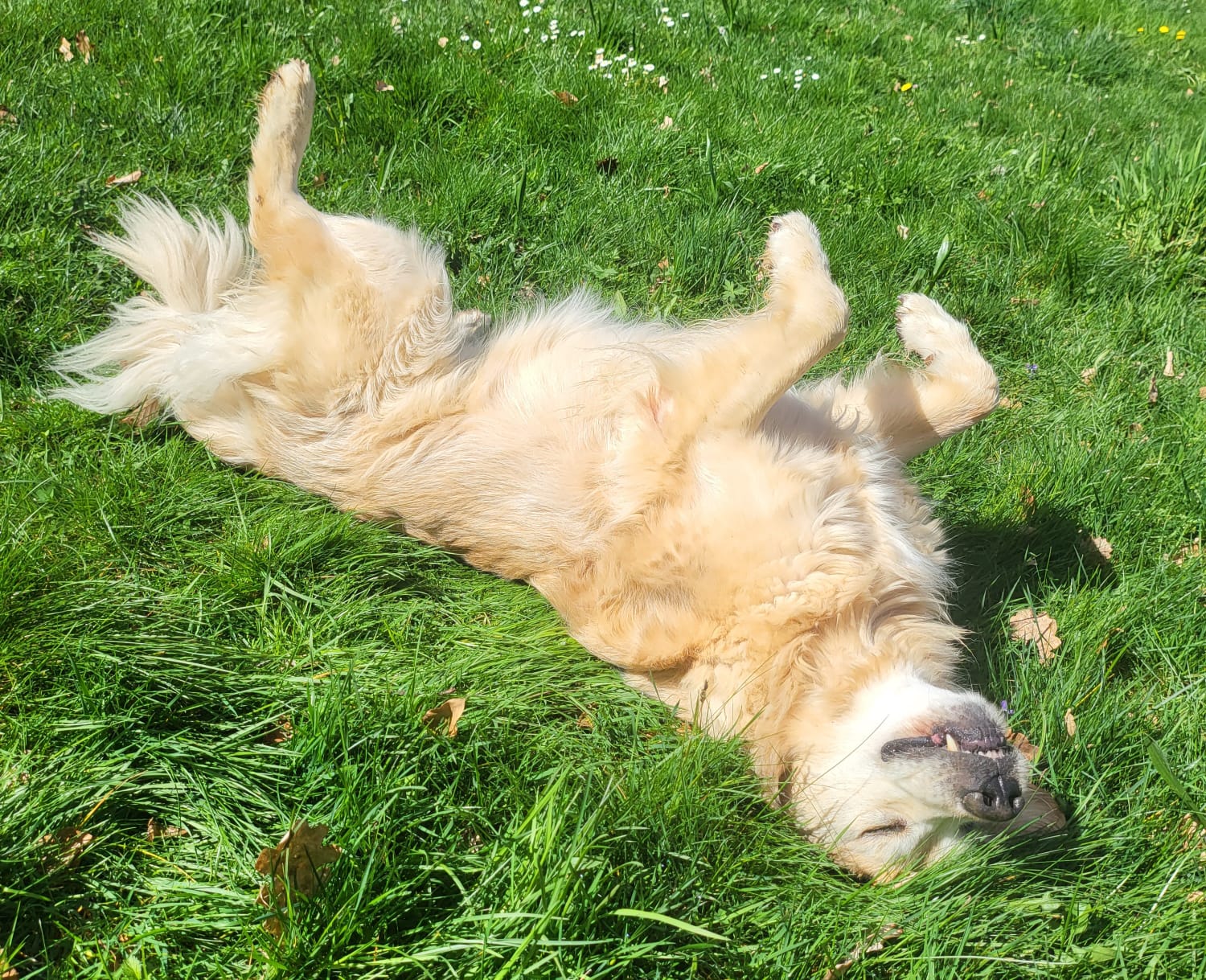 HoLiDoGs — photo