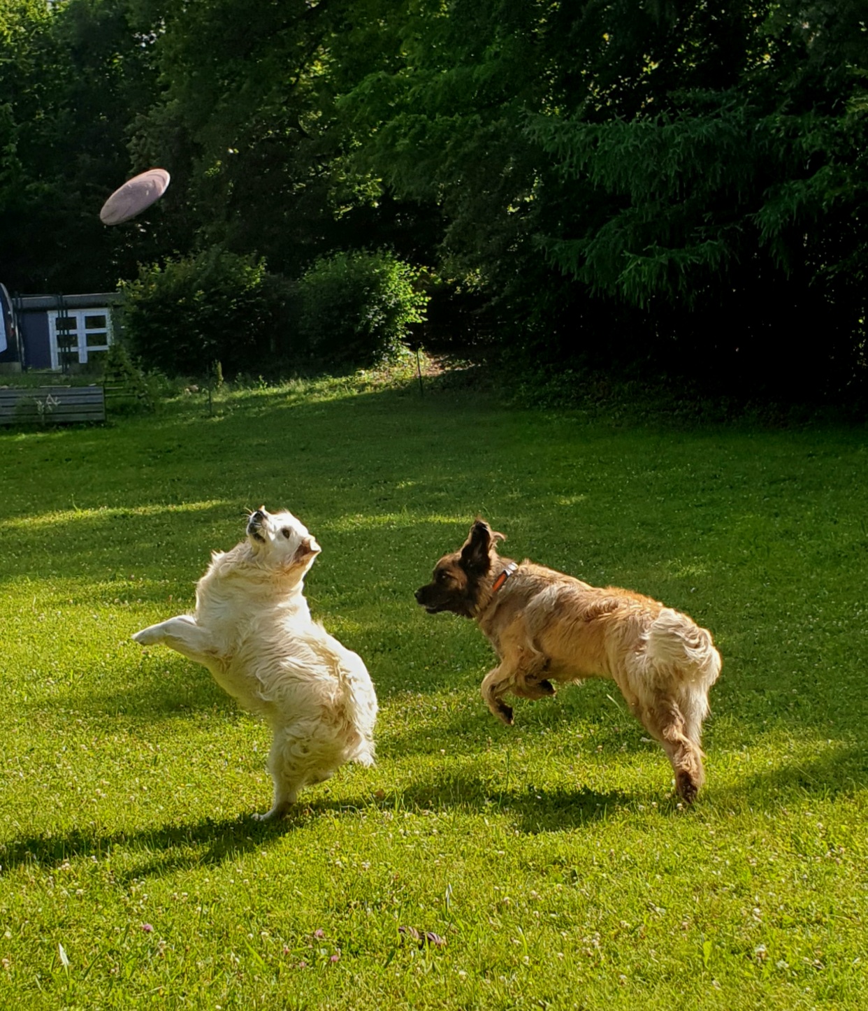 HoLiDoGs — photo