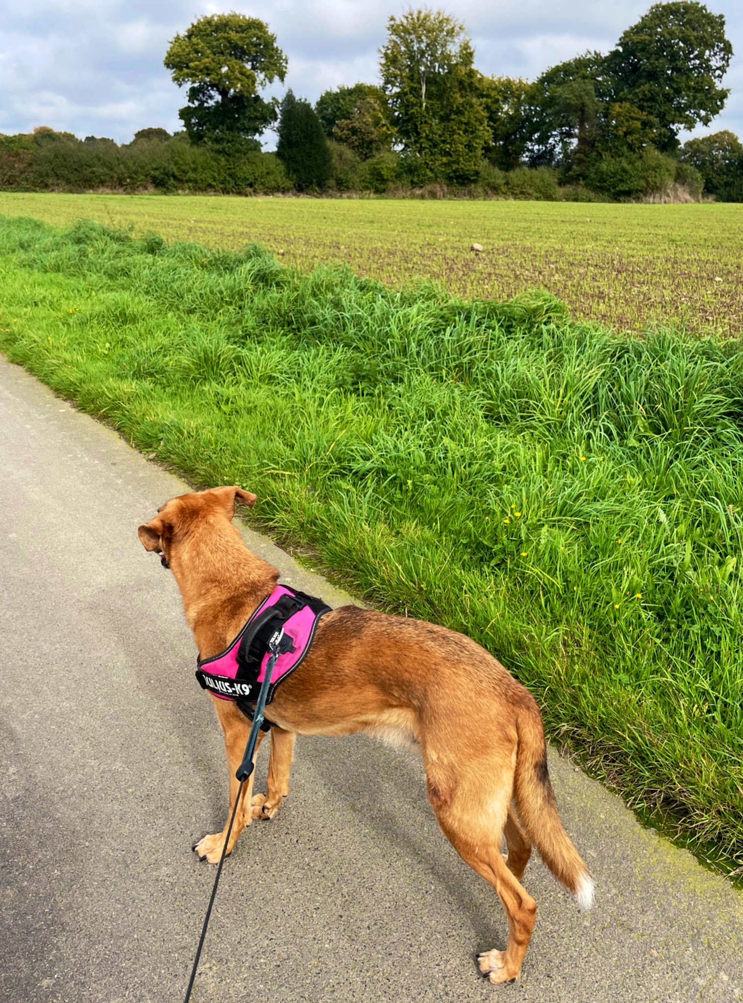 Roazhon Pet’Patrouille — photo