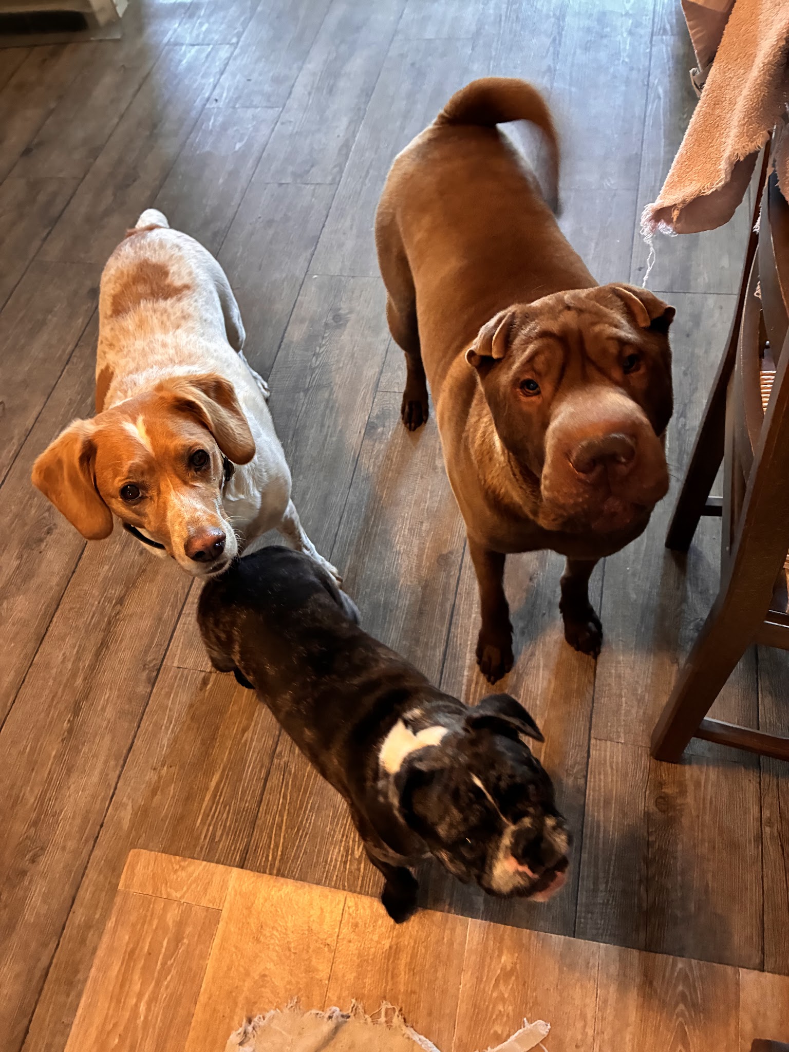 Elodog PetSitter — photo
