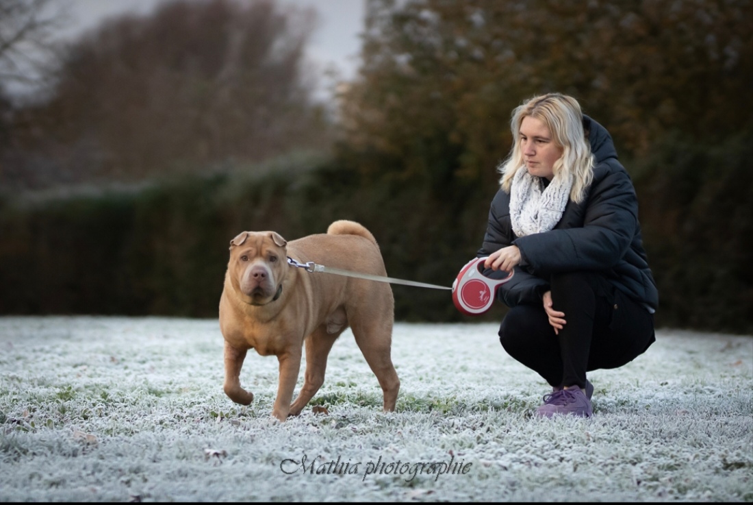 Elodog PetSitter
