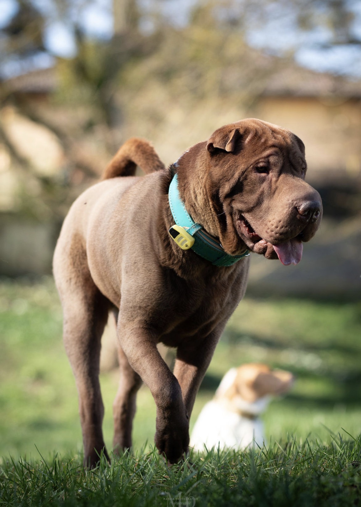 Elodog PetSitter — photo