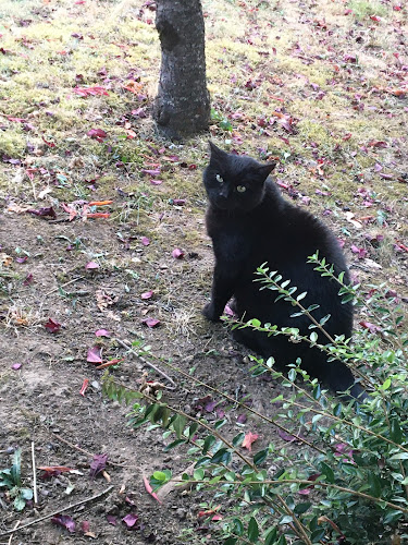 Les Amis de Kiki