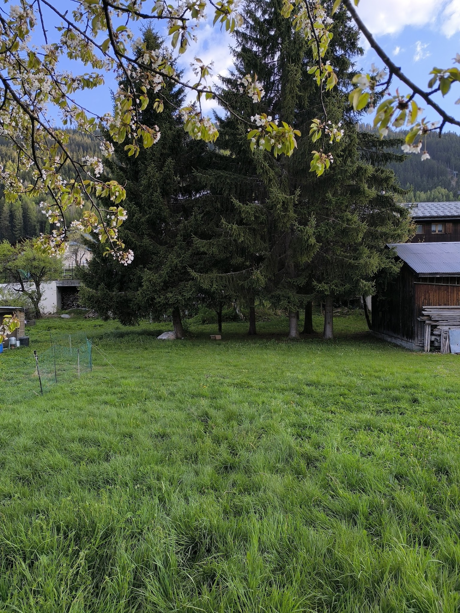 Savouaf — photo