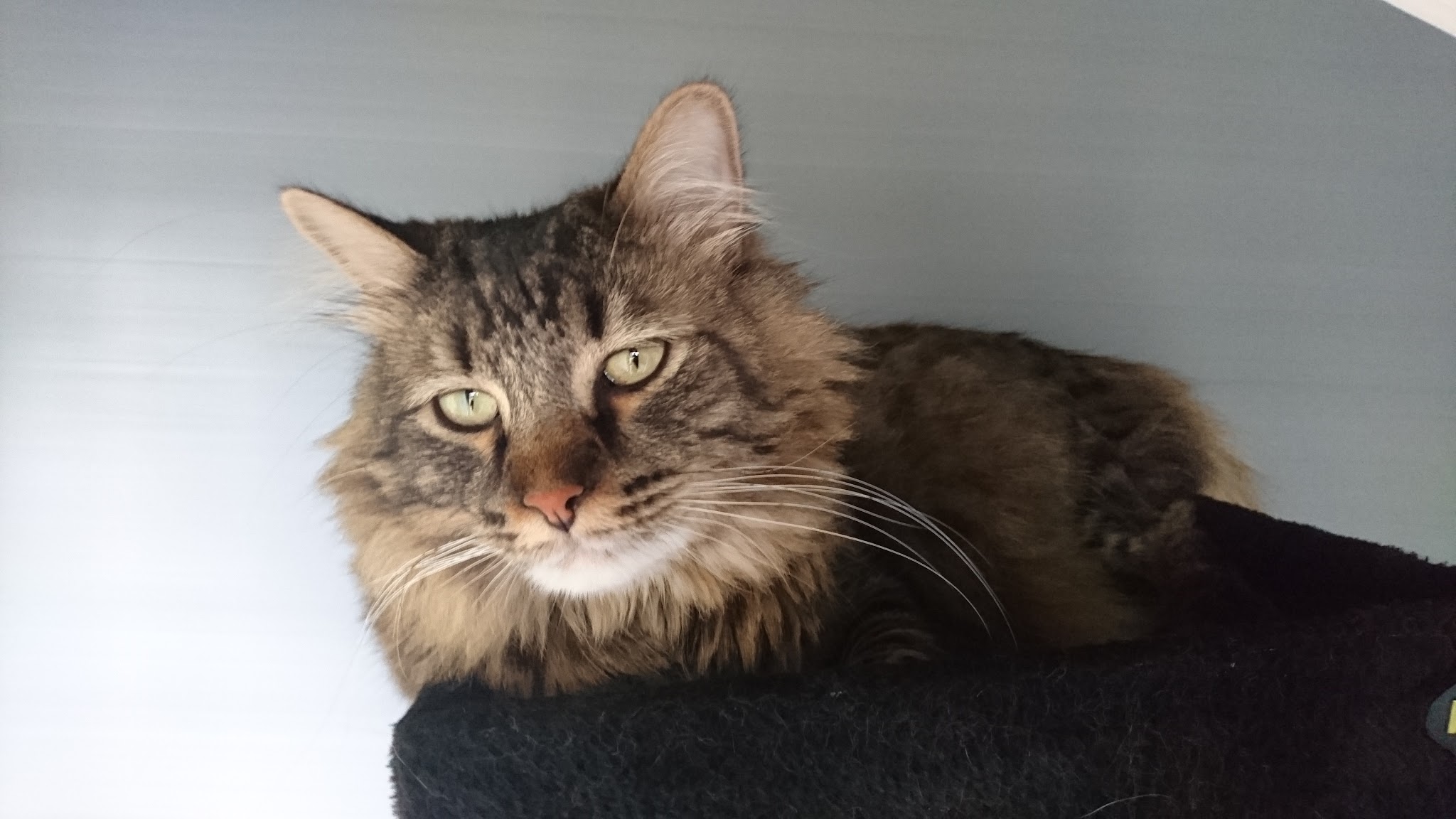 Pension chiens et chats "Les chalets de la Jolie" — photo