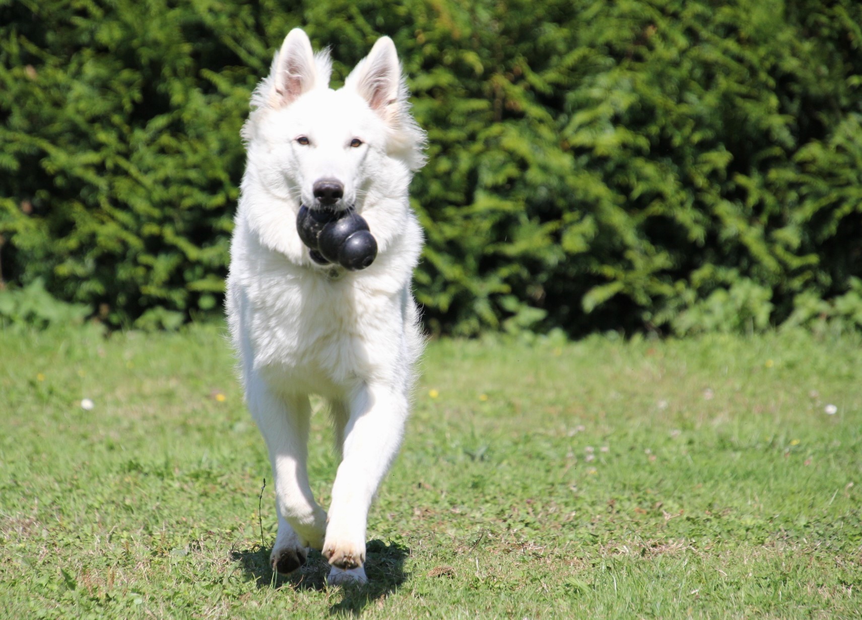 Pension Canine Canes Domum