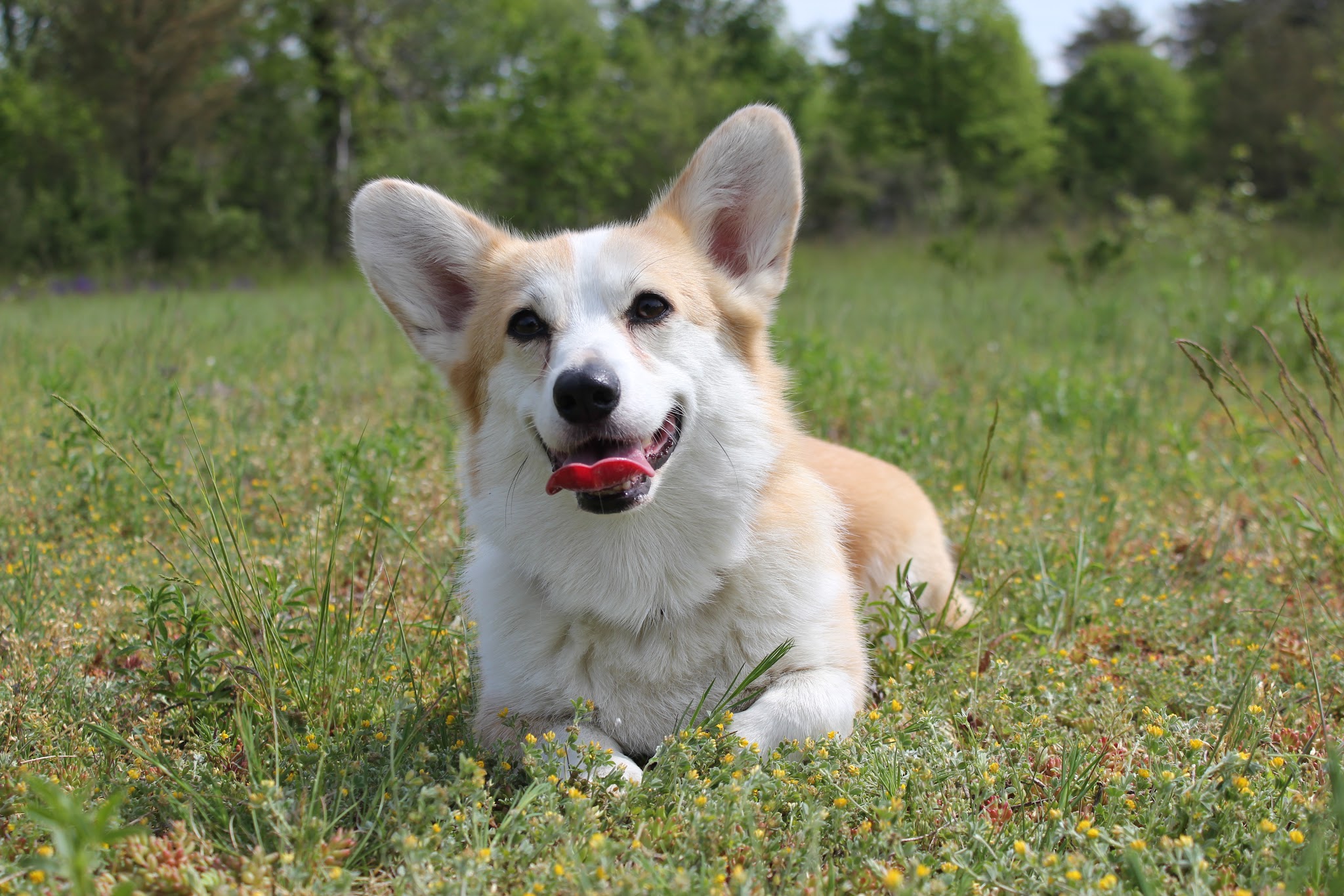 Pension Canine Canes Domum — photo