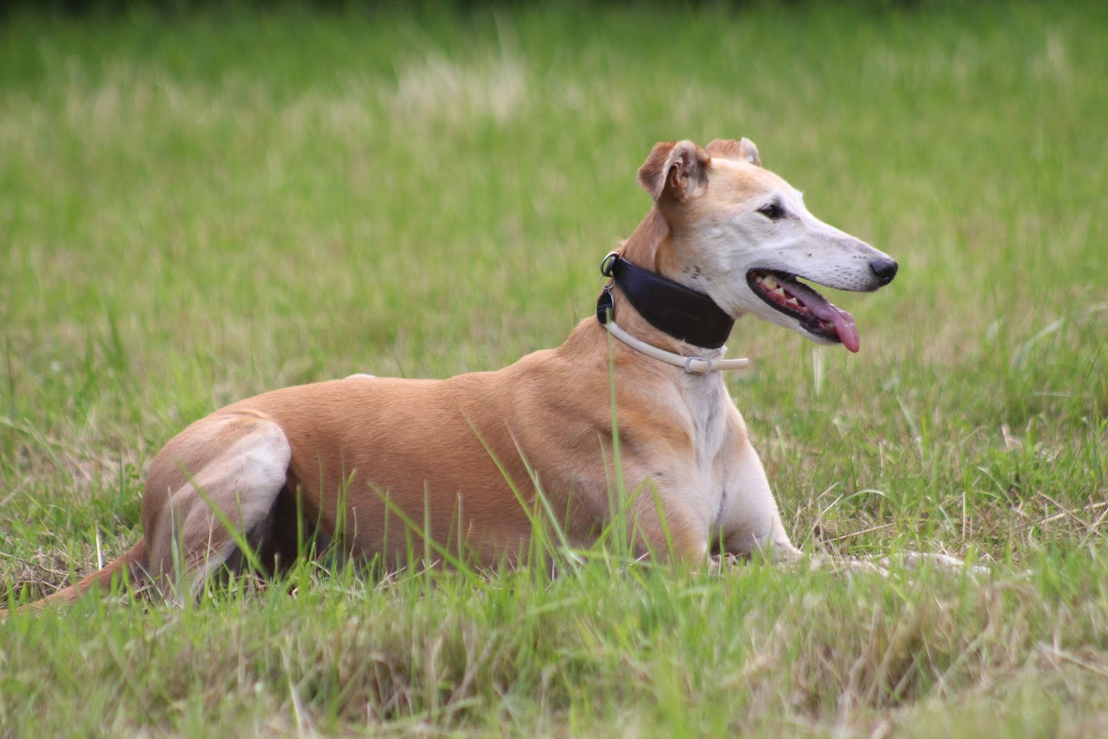 Pension Canine Canes Domum — photo