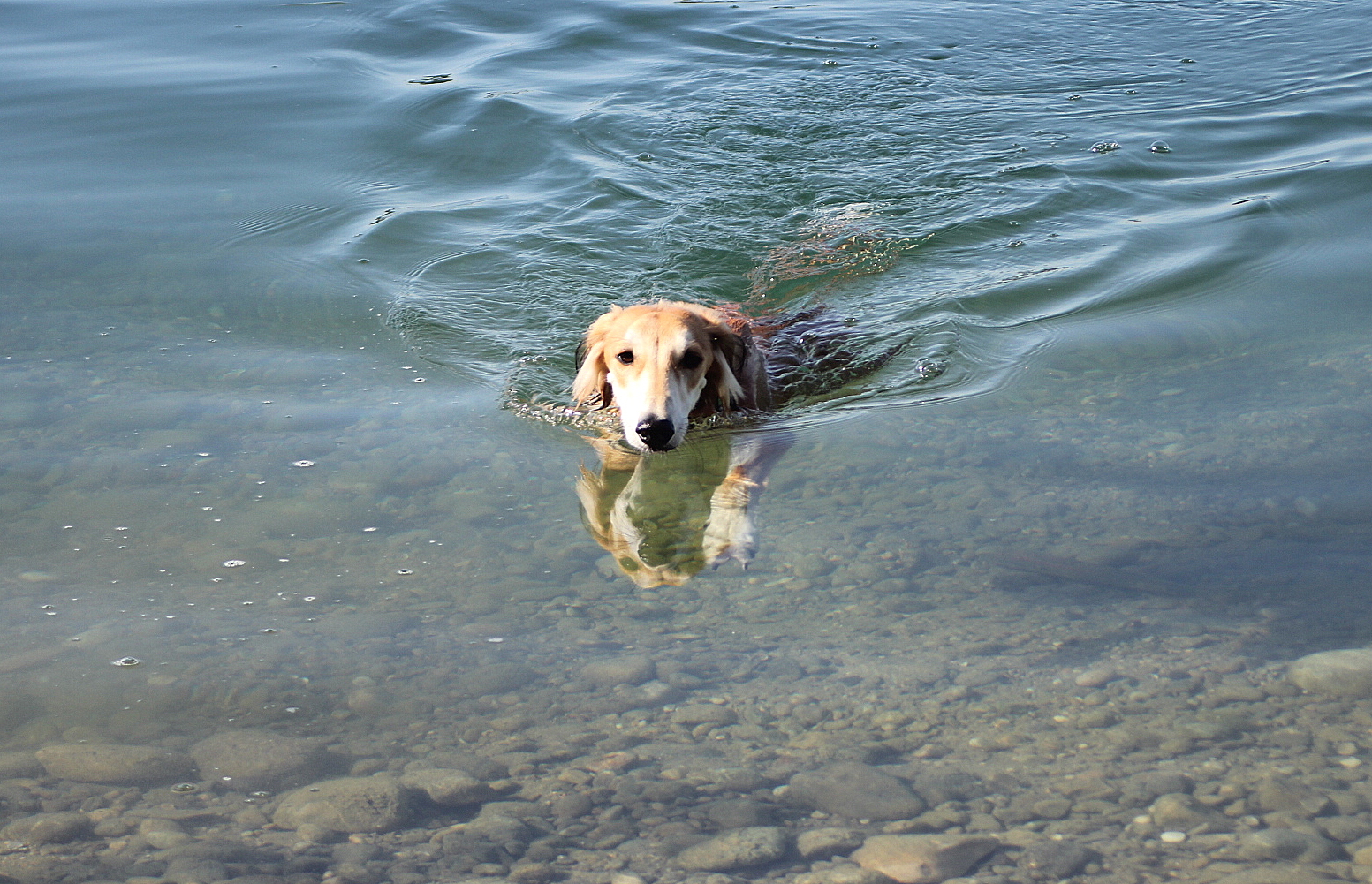 Pension Canine Canes Domum — photo