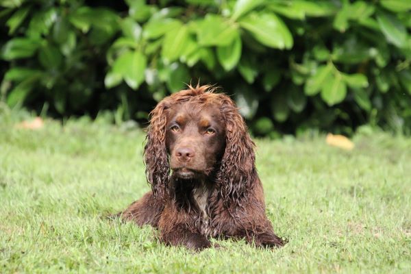 Pension Canine Canes Domum — photo