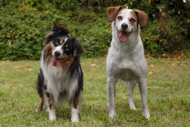 Un Amour de Chien