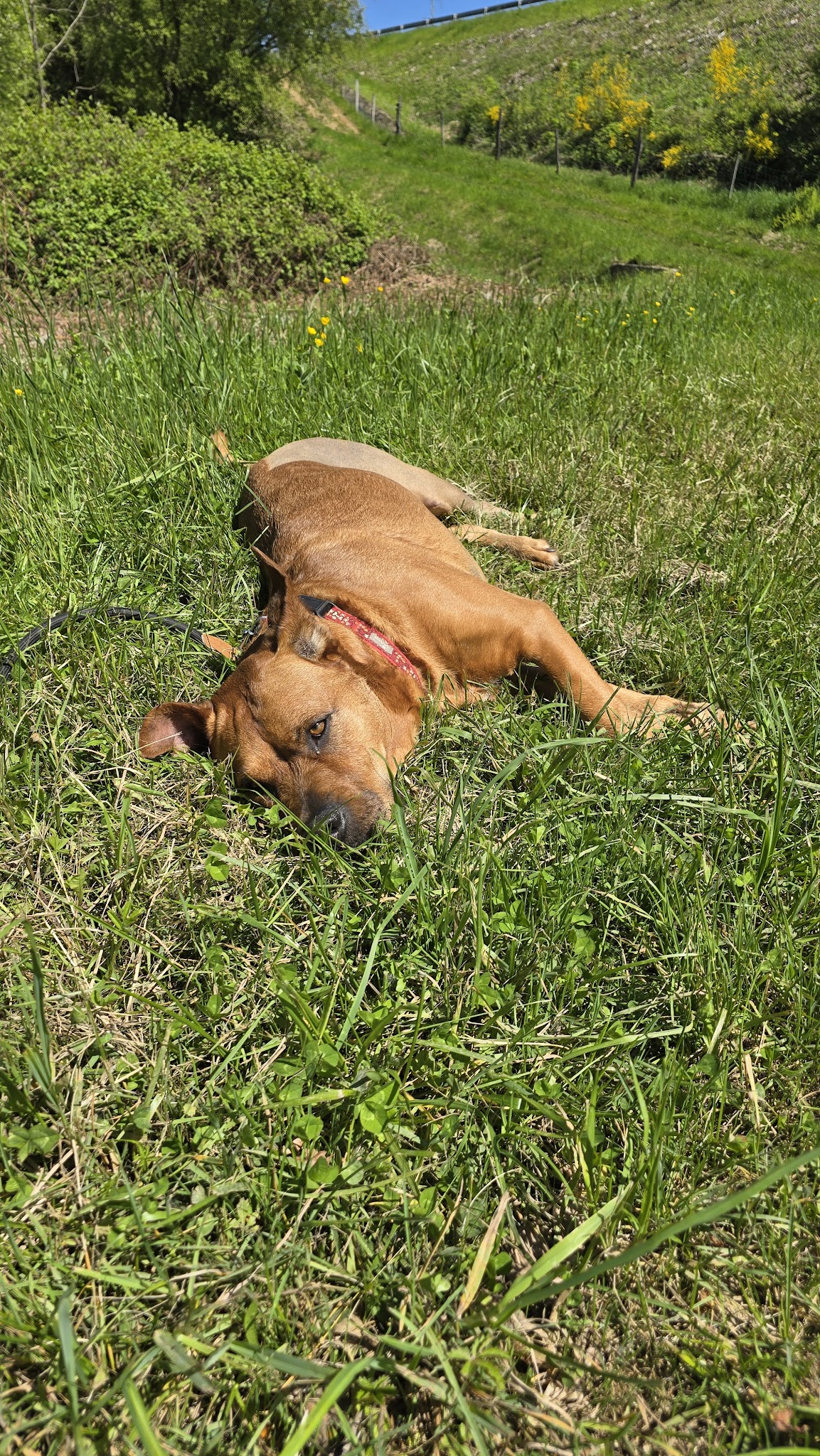 Un Amour de Chien — photo