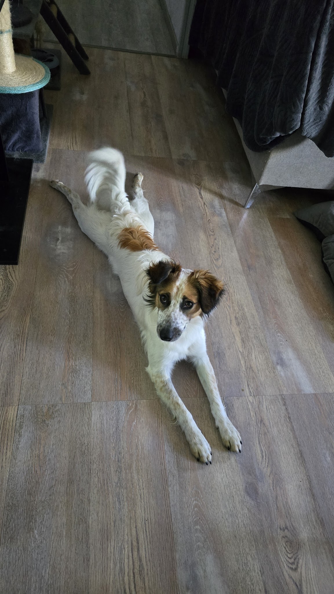 Un Amour de Chien — photo