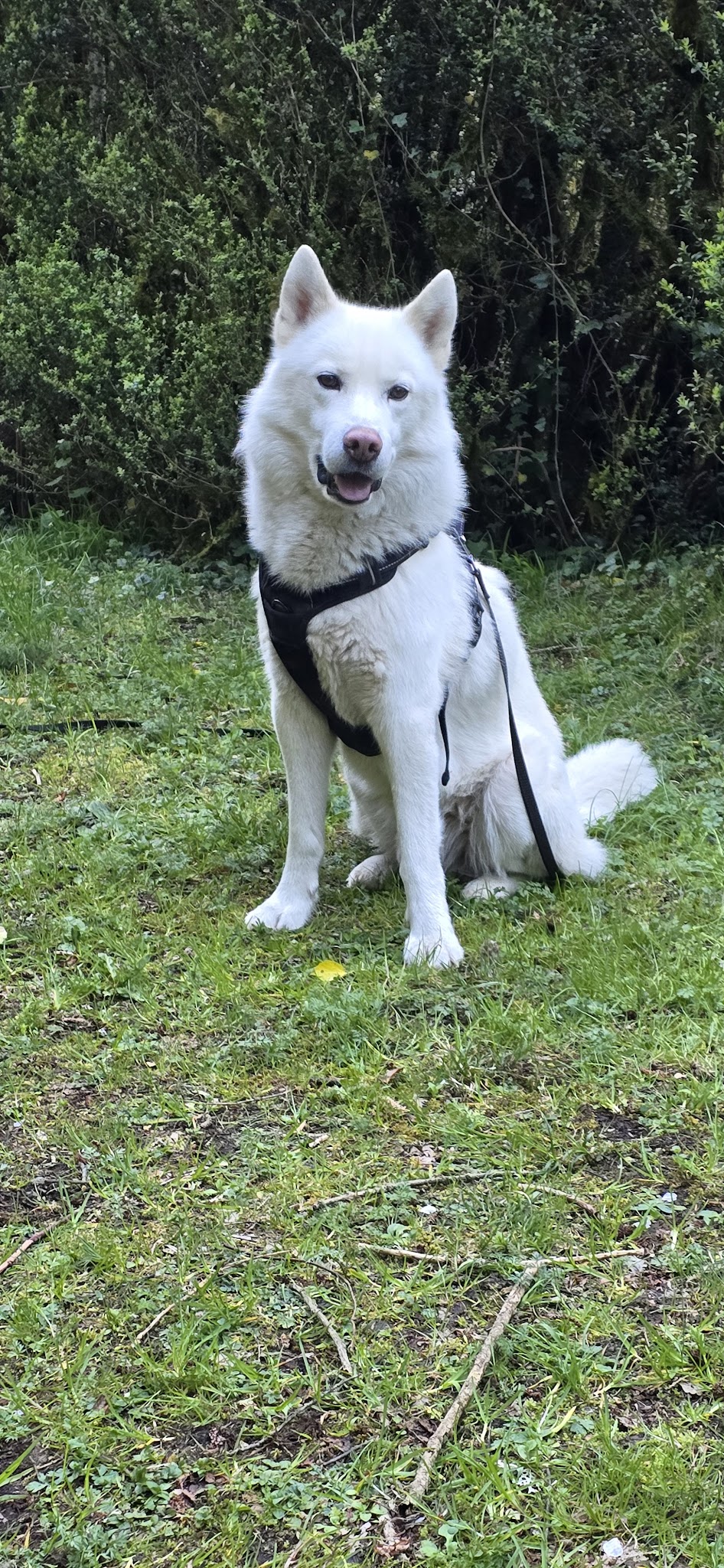 Un Amour de Chien — photo