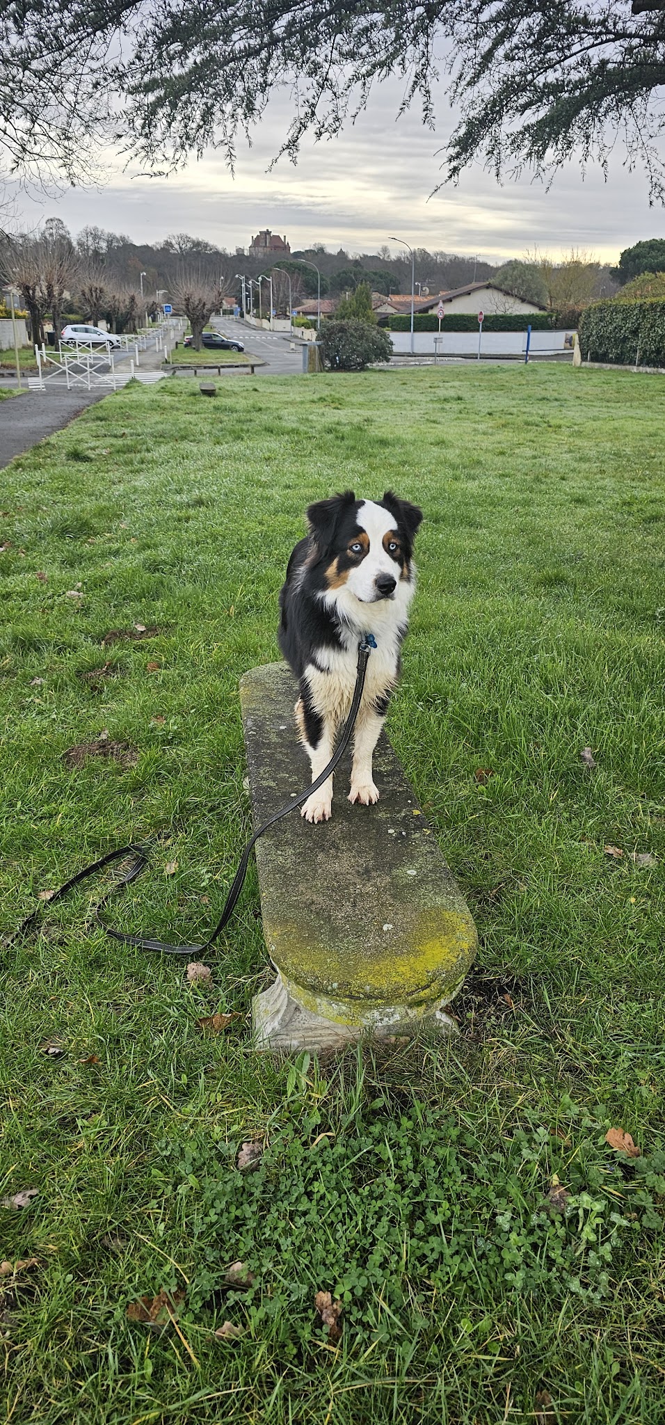 Yüz petsitting — photo