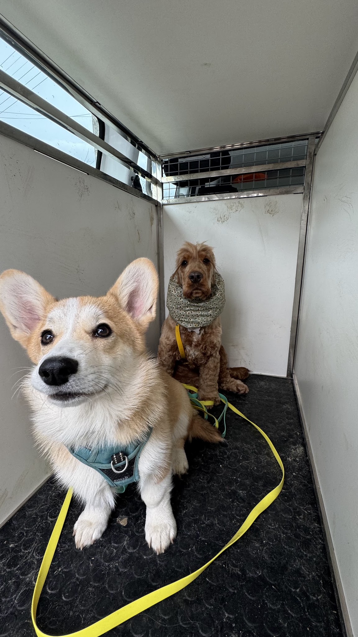 Yüz petsitting — photo
