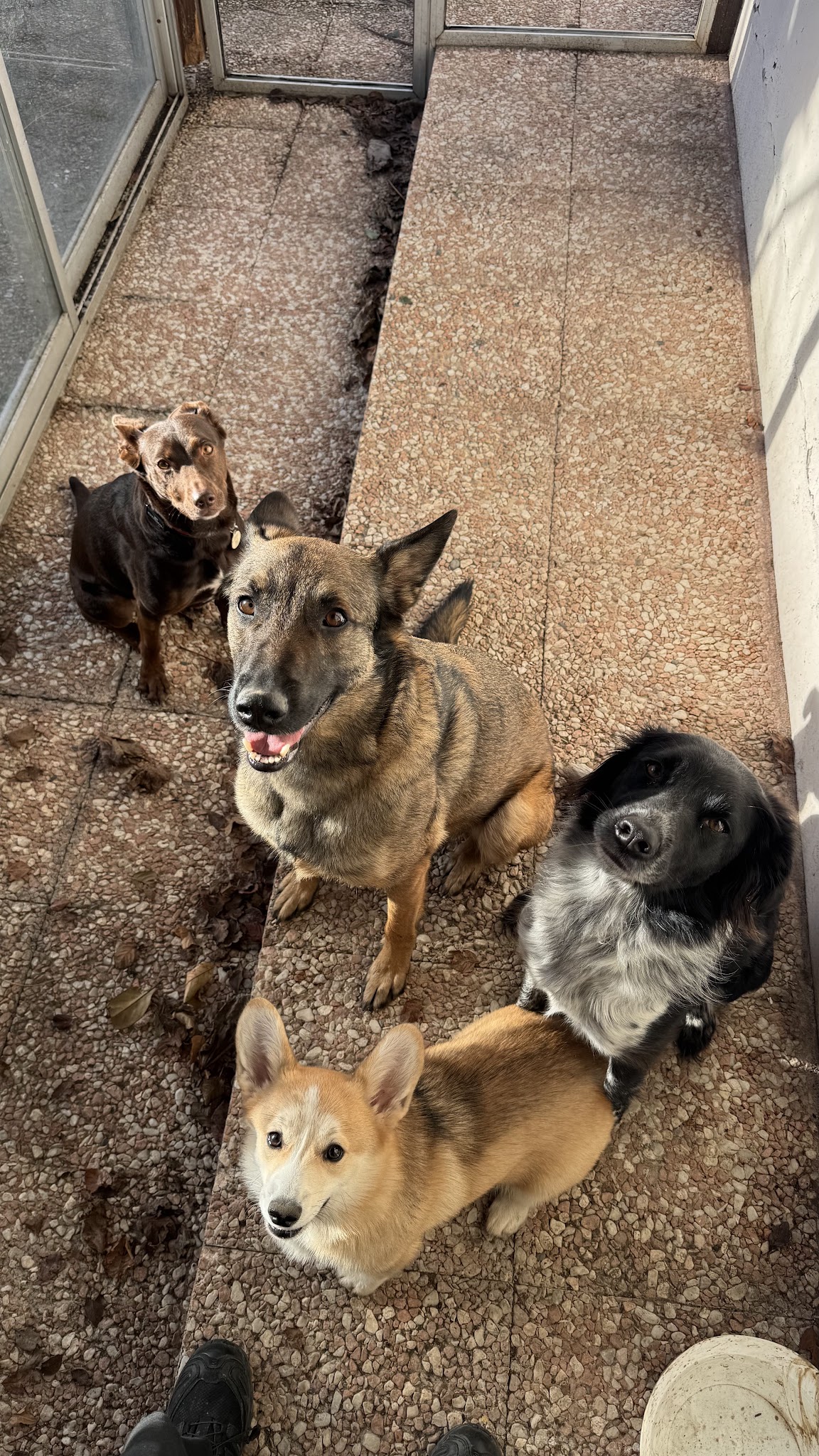Yüz petsitting — photo