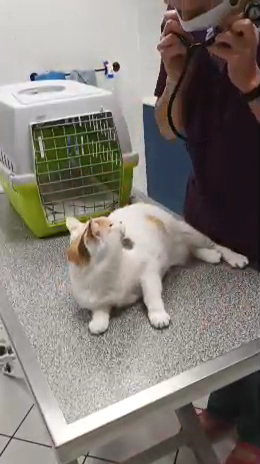 Autour de l'Être Animal - Chien, chat, NAC | TIMON Jennifer — photo