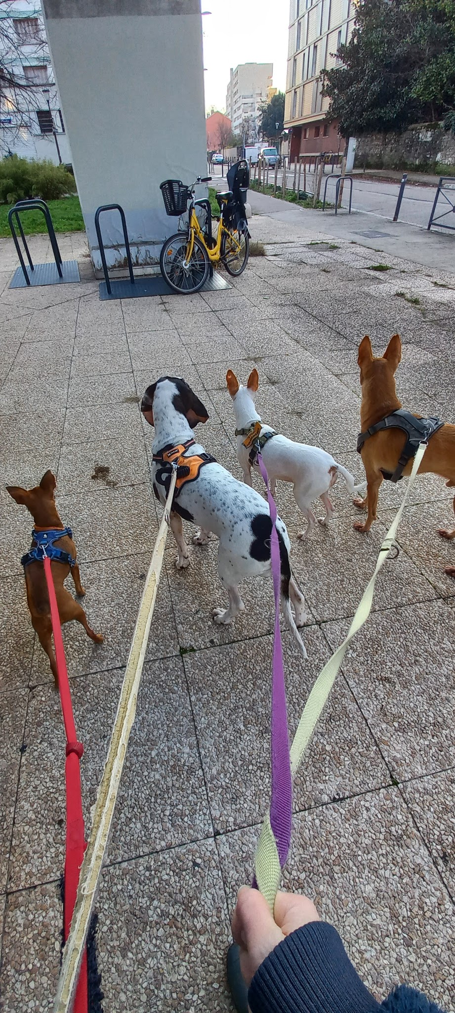 Autour de l'Être Animal - Chien, chat, NAC | TIMON Jennifer — photo