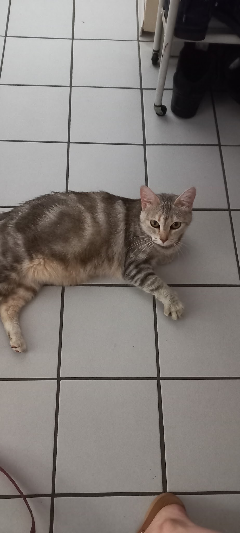 Autour de l'Être Animal - Chien, chat, NAC | TIMON Jennifer
