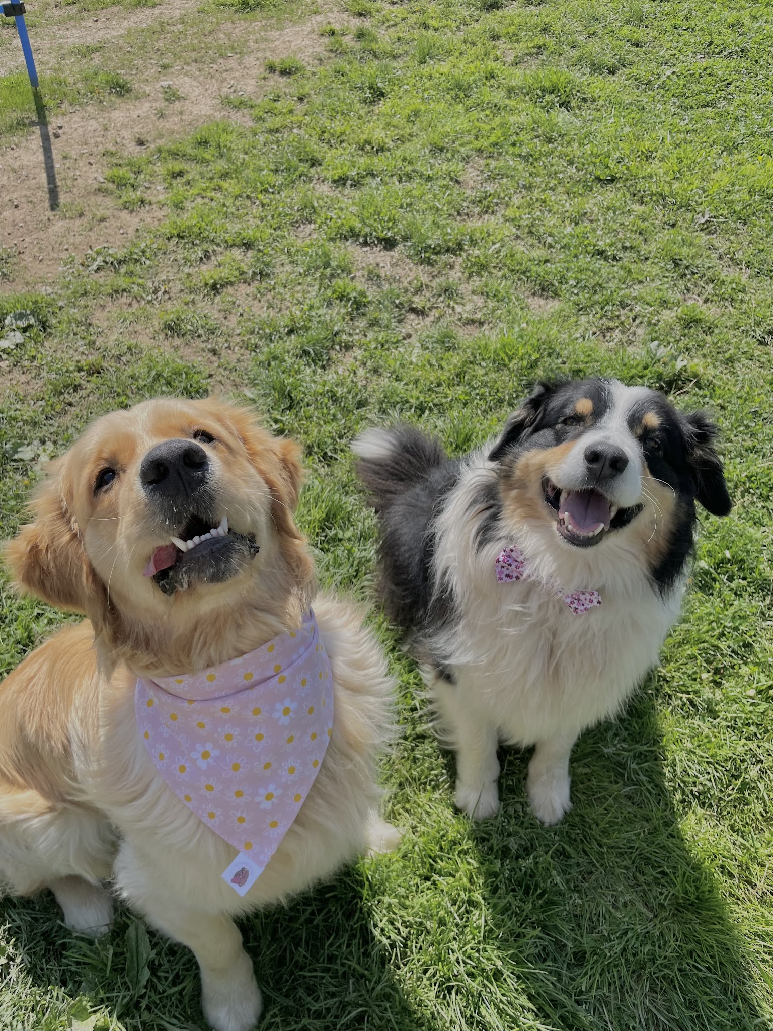 Candy's Dogs