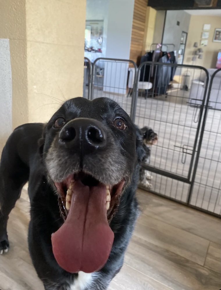 Candy's Dogs — photo