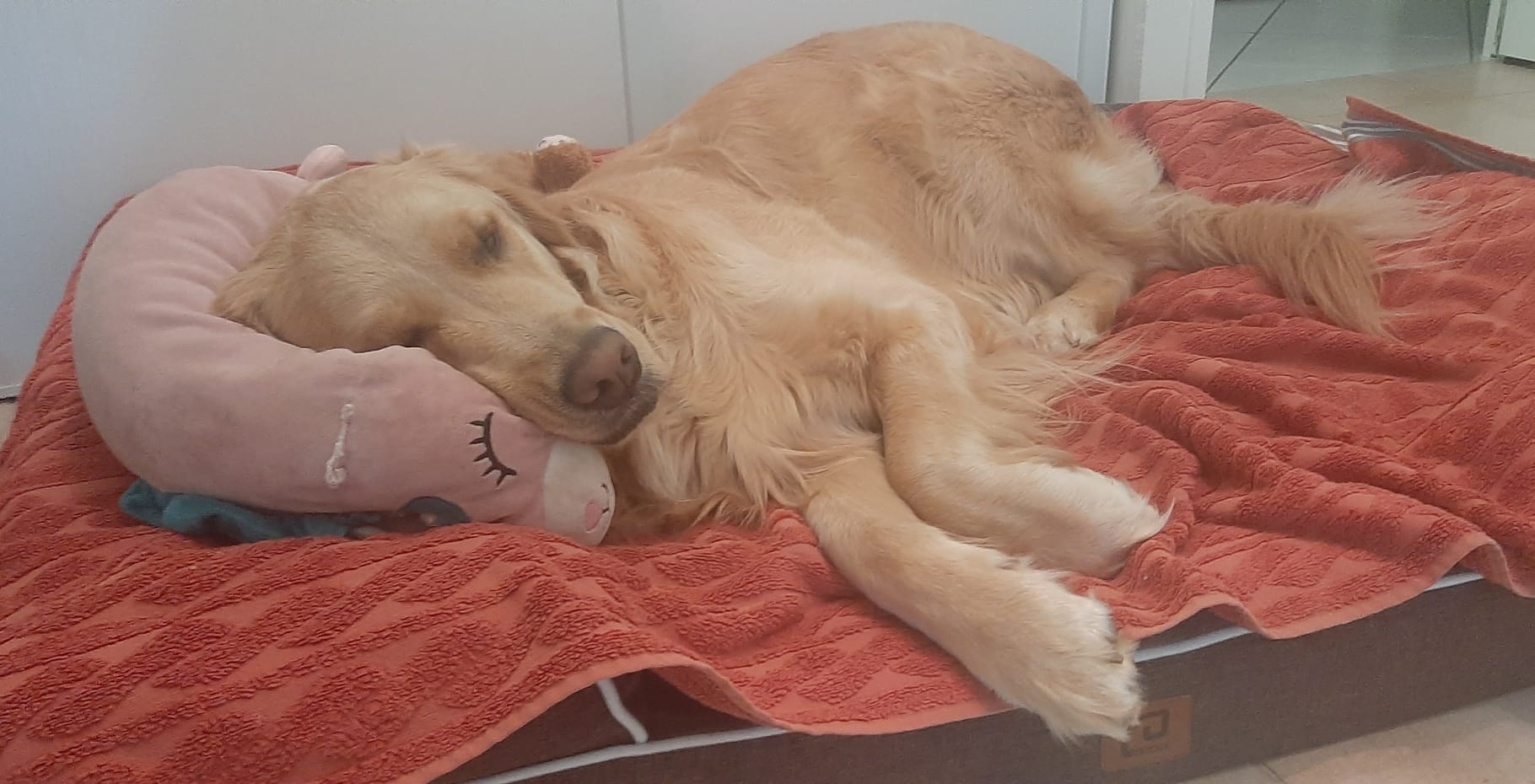 Candy's Dogs — photo