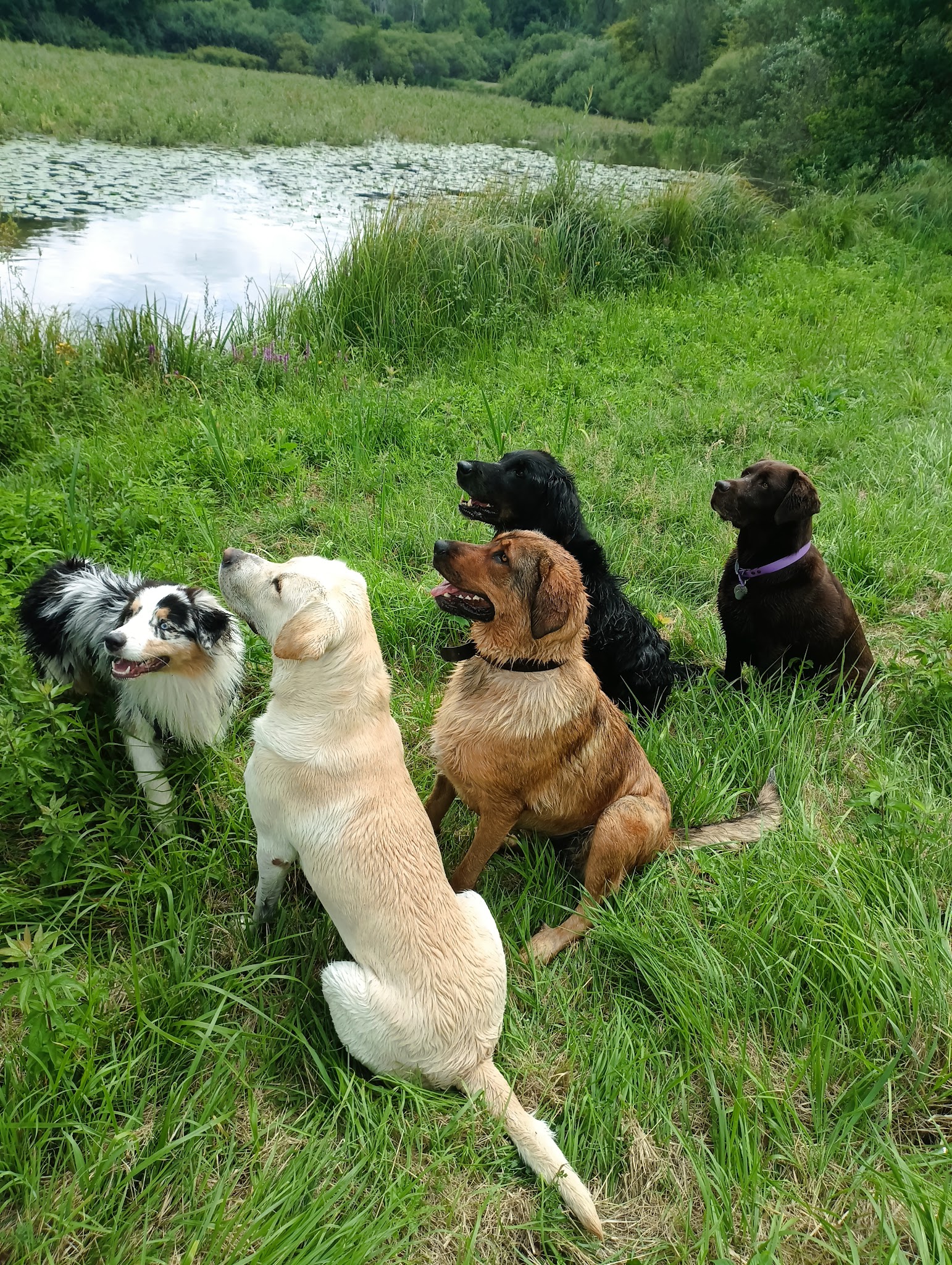 Willow et compagnie