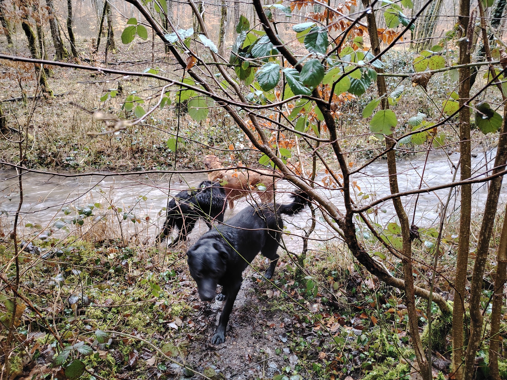 Willow et compagnie — photo