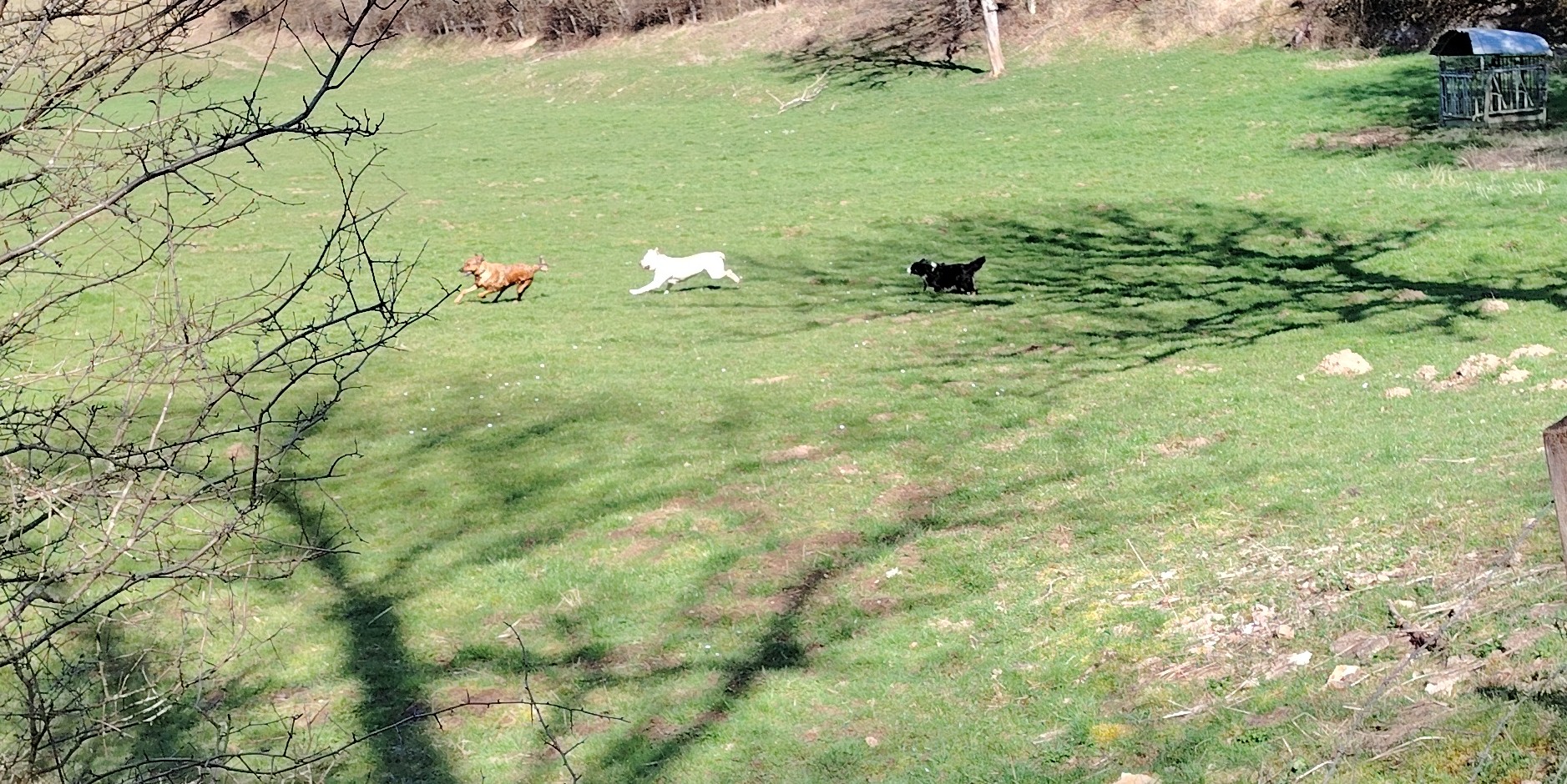 Willow et compagnie — photo