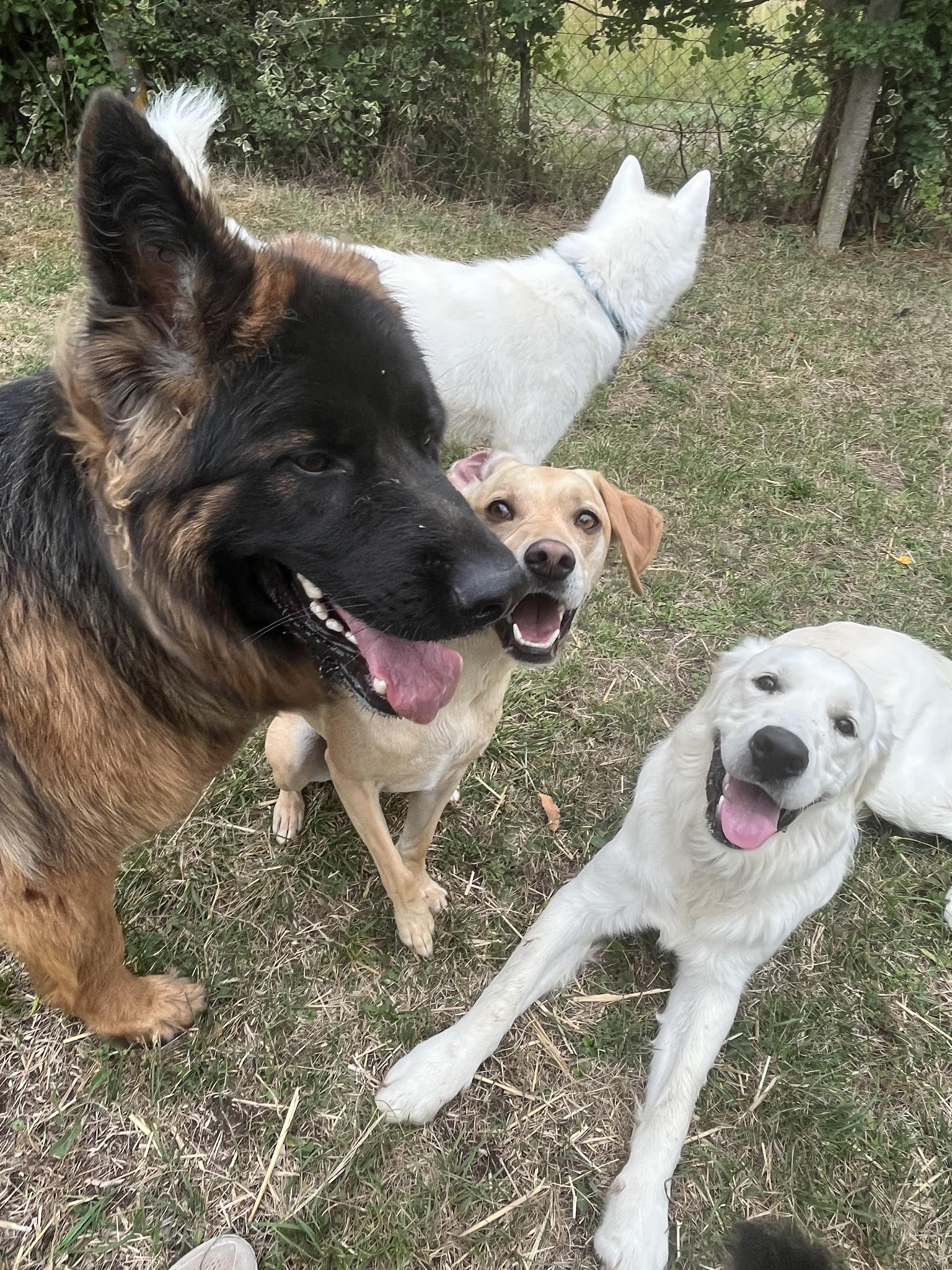 Mille Patounes - Pension chien, chat et NAC - Visite à domicile — photo