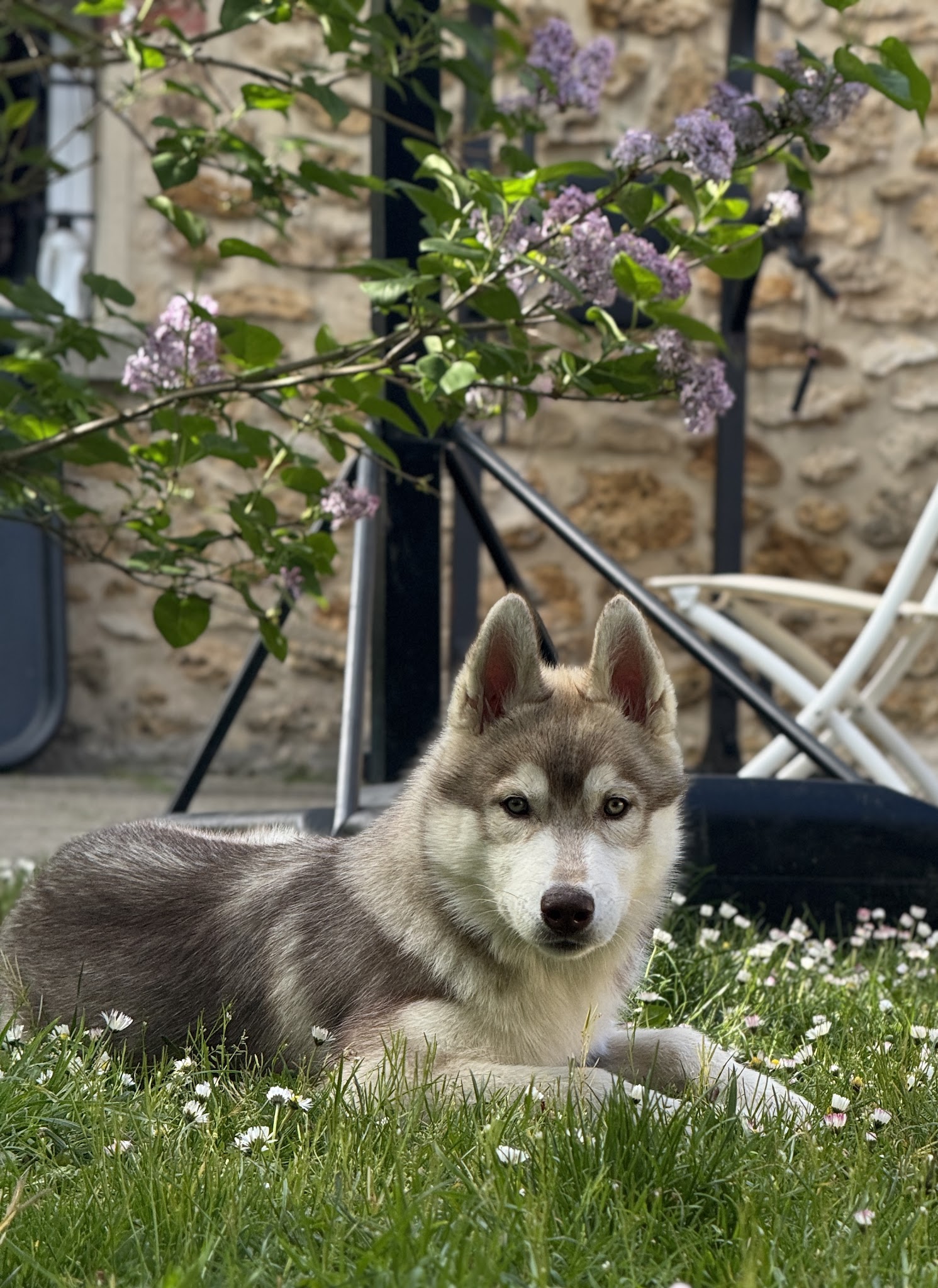 Rachelleéduc À Travers Ton Regard Éducatrice et comportementaliste canin