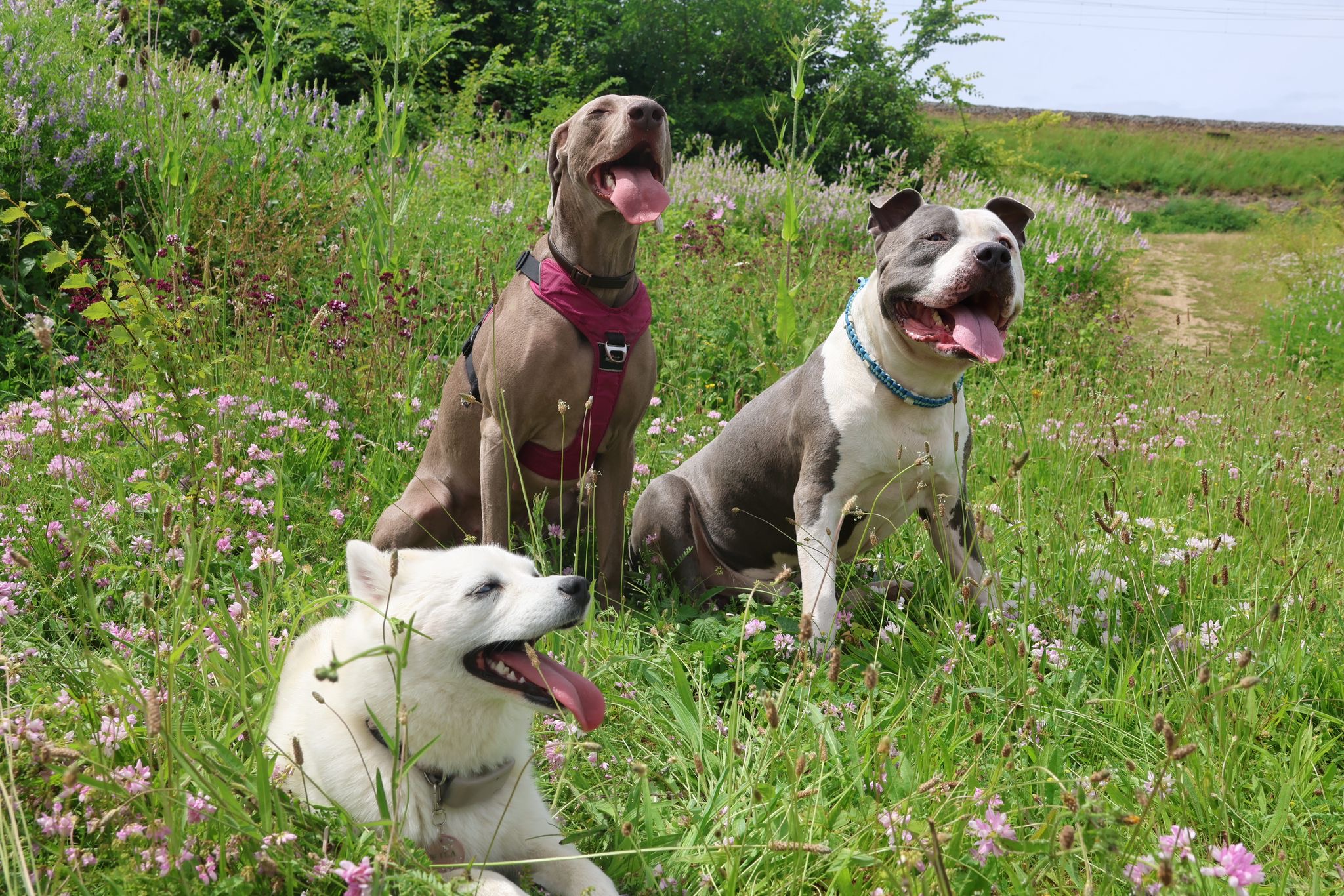 Rachelleéduc À Travers Ton Regard Éducatrice et comportementaliste canin — photo