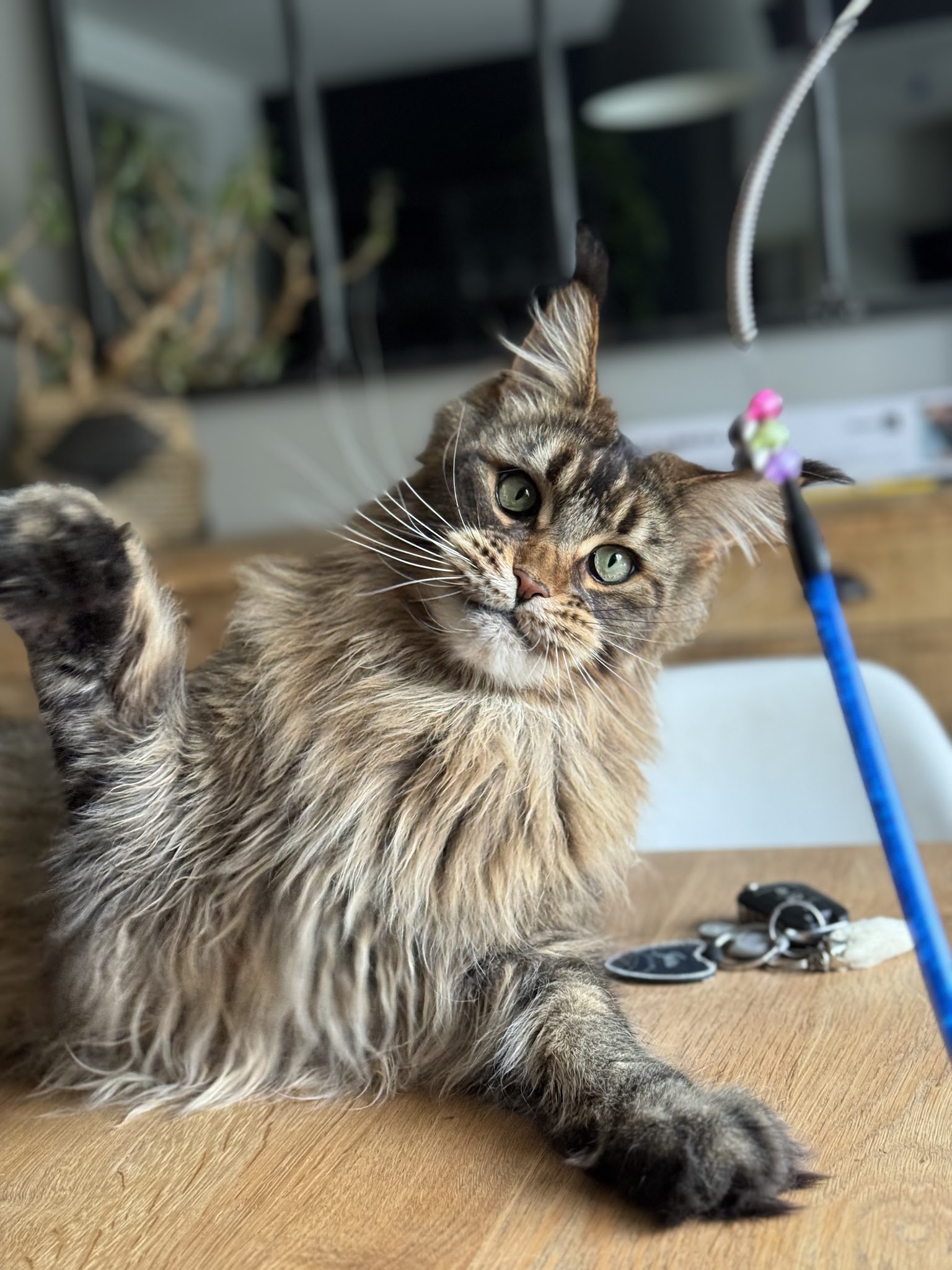 Rachelleéduc À Travers Ton Regard Éducatrice et comportementaliste canin — photo