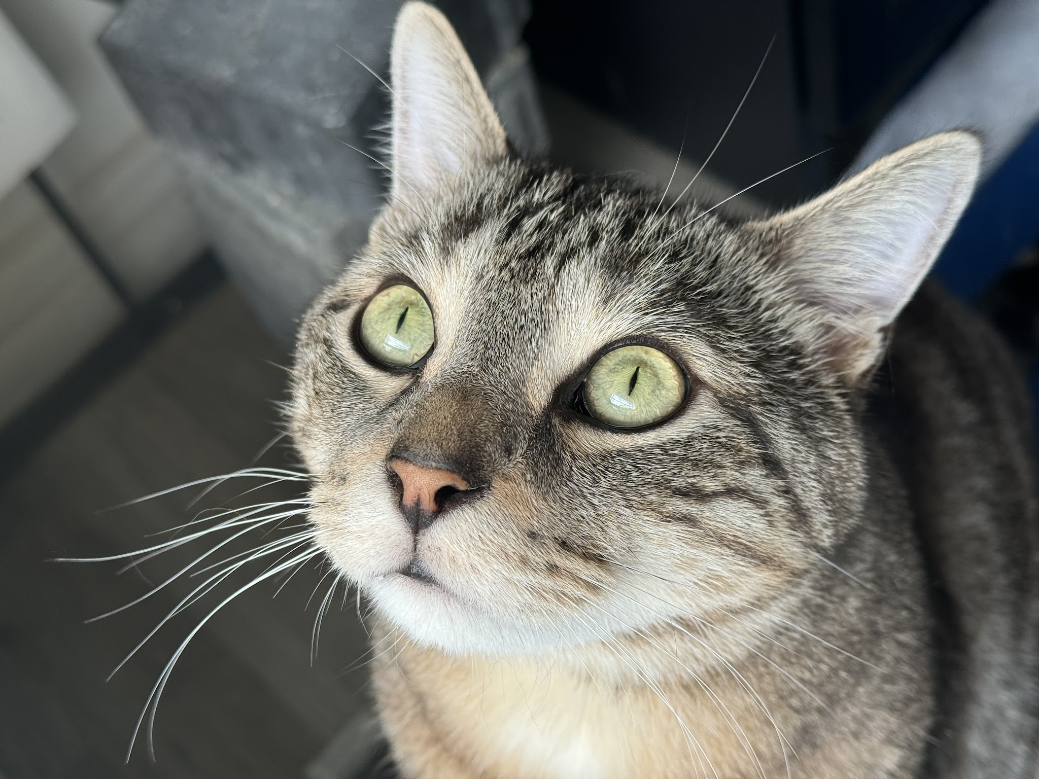 Rachelleéduc À Travers Ton Regard Éducatrice et comportementaliste canin — photo